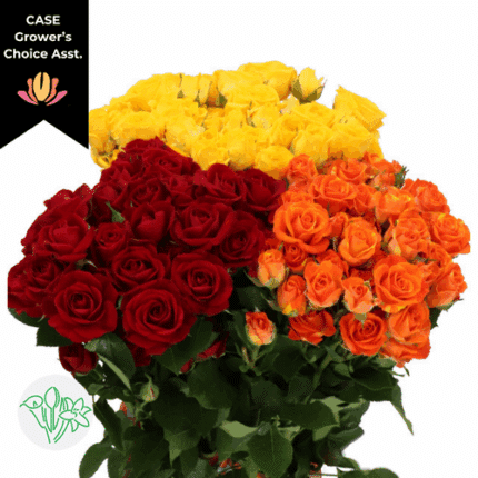 RoseSpray Fall (10case) holl