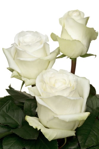 Rose High&Pure 50cm priv coll