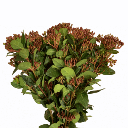 Viburnum Berries 60cm holex