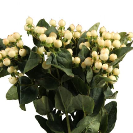 Hypericum Magical SnowPrince bl