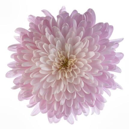 Mum Disbud Candy Floss golden