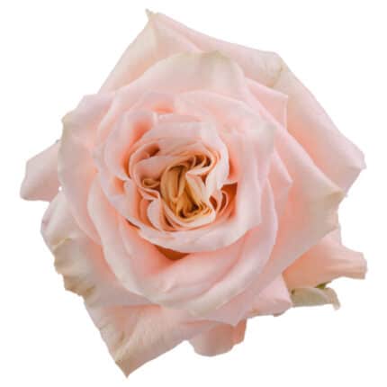 Rose Shimmer 60cm florecal