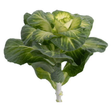 Kale Cream Golden(5st)
