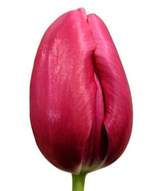 Tulip HotPk holl