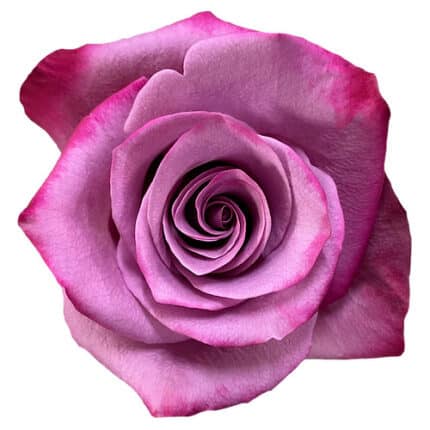 Rose Violet Hill 80cm naranjo
