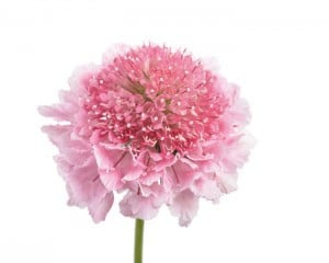 Scabiosa Scoop PkWhite aviv