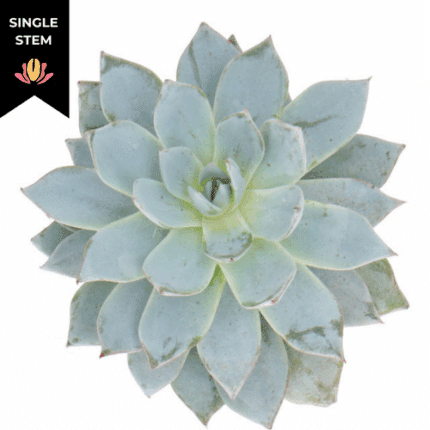 Succelent BlueStar holl (stem)