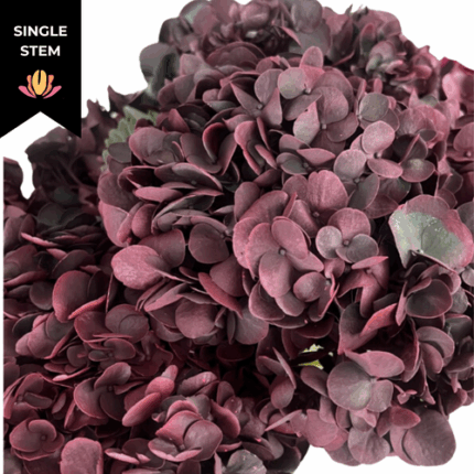 Hydrangea Banana Red galleria(