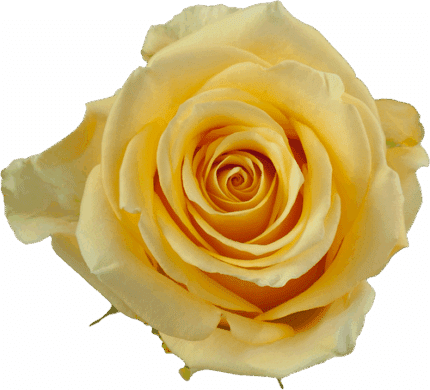 Rose Idole 50cm rfi