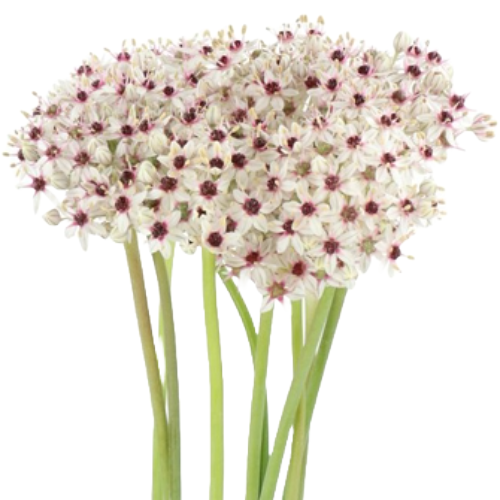 bead9eef-1a71-4607-8e77-1129e8e32f98.png Allium Silverspring holl - Image 1