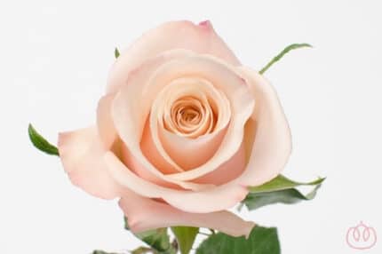 Rose Mother Of Pearl 40cm rprima