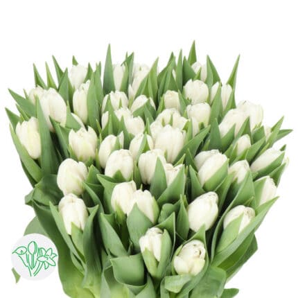 Tulip White Dbl holl