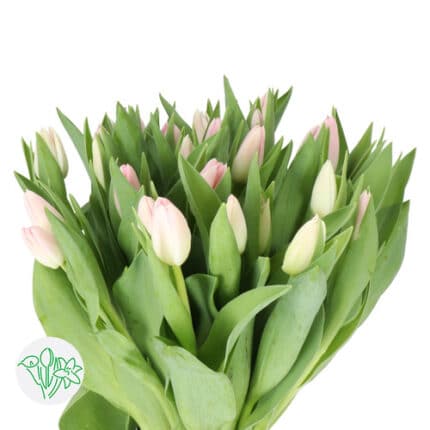 Tulip Blush holl