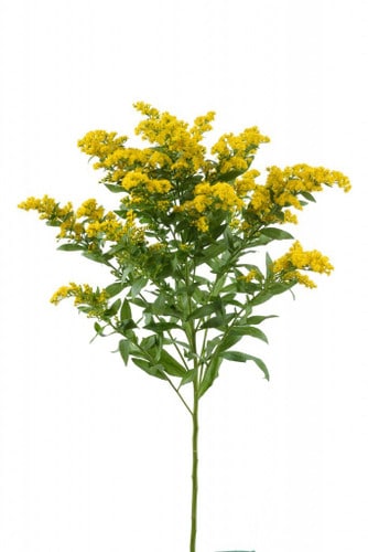 Solidago Golden Glory much