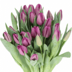 Tulip Bullit holl (purple) xtra - Image 2