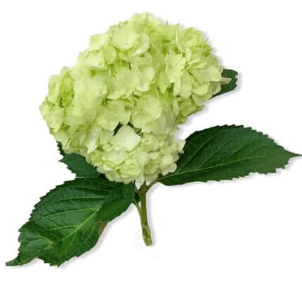 Hydrangea Mojito fresca(STEM)