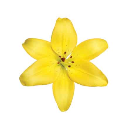 Lily La Scipone sande