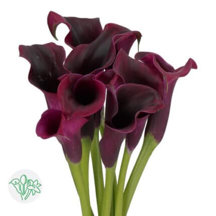 Calla Burgundy holl - CAL BURG HOLL