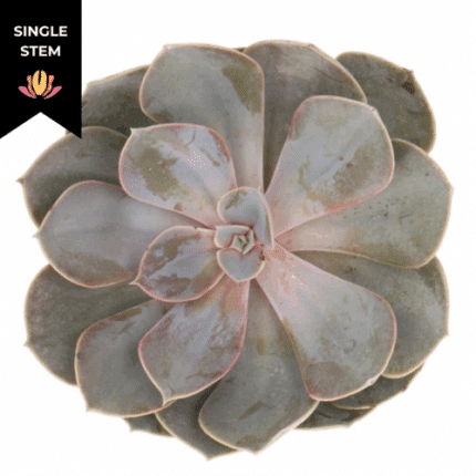Succulent Perle Von Nurnberg h