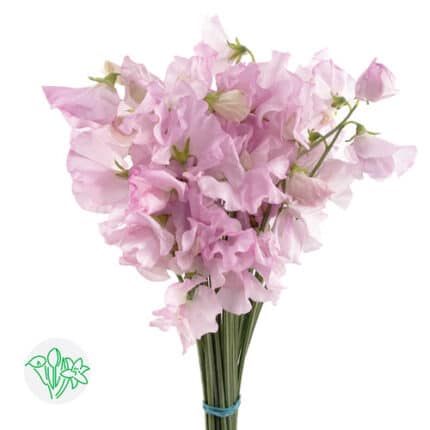 Sweet Pea Kaori holex