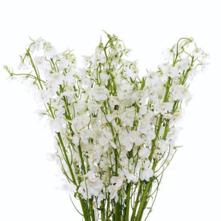 Delph White 60cm rio
