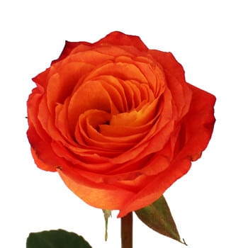 Rose High&Intenzz 50cm rprima