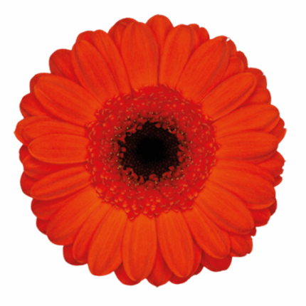 Germini Jordy Orange UFD