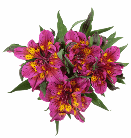 Alstro Astro Purple golden