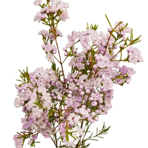 bf4041ec-caeb-4ef4-8c3e-85c290392828.jpg Waxflower Lavender fresca - Image 1
