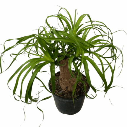 6" POTTED PONYTAIL PALM