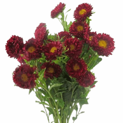 Aster Matsu Reddish Pink bella