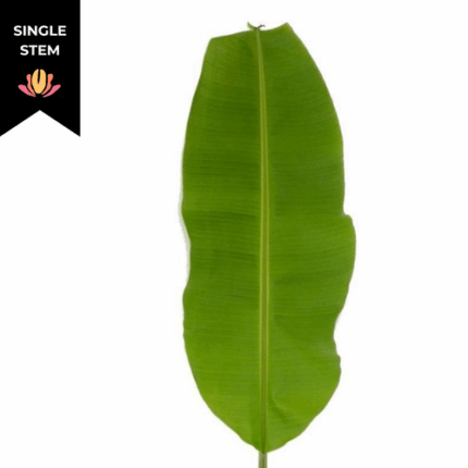 Banana Leaves national(Stem)