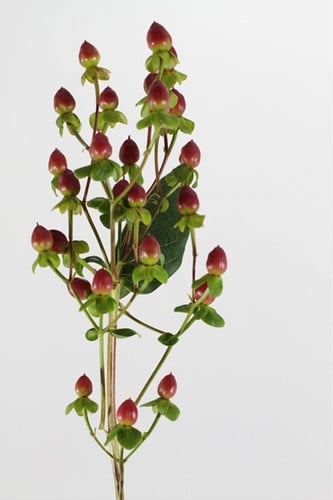 Hypericum Excellent Fliar 70 b