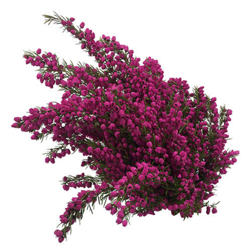 bf623f39-8bc6-47a9-82ed-bca607447012.png Boronia HtPink MELLANO - Image 1