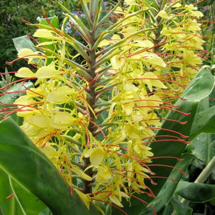Ginger Yellow holex(STEM)