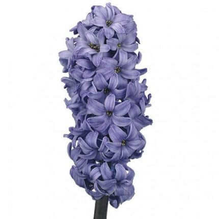 Hyacinth BlueStar holl