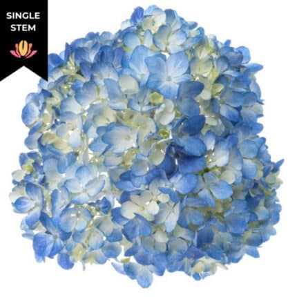 Hydrangea Blue hydraflora (stem)