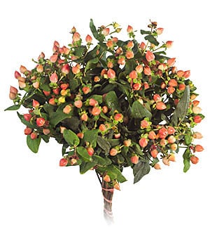 Hypericum Orange 70cm Trilogy
