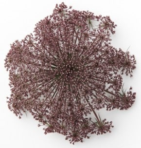 Lace Chocolate regional