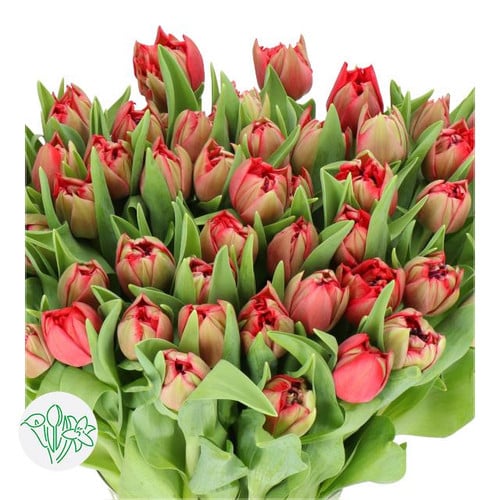 bf82b2bf-27c5-4931-aa96-29d91fd50014.jpg Tulip Double Red holl - Image 1