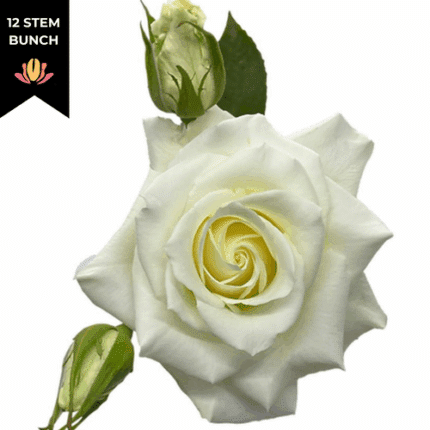 Rose Gdn Manuela 50cm (12st) florecal