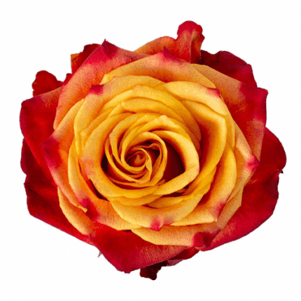 Rose Atomic 50cm tessa