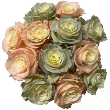 Rose La Vie En Rose 50cm flore