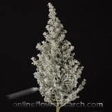 Kochia gemstar
