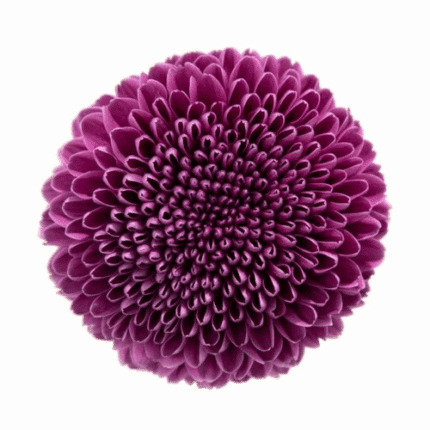 Mum Disbud Ball Purple golden(