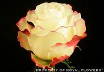 SWEETNESS 40 florisma