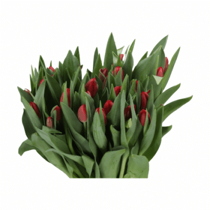 Tulip Ferdeaux holl xtra