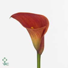 Calla Captain Ibiza holl(orang