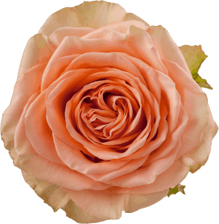 Rose Country Home 50cm sunrite