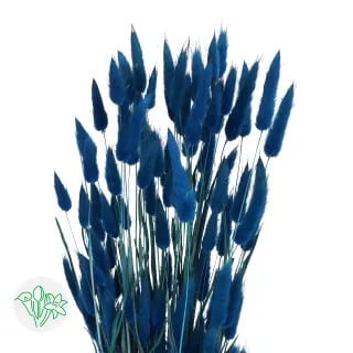 Dried Lagurus Blue holl
